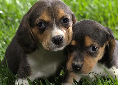 animals, dogs, canine - duplicate desktop wallpaper