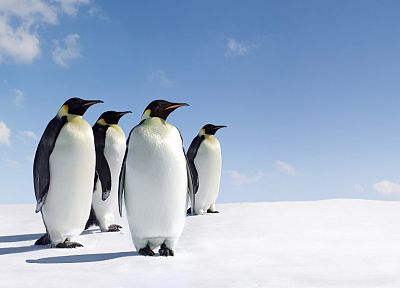 ice, snow, penguins - desktop wallpaper