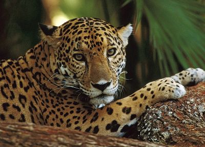 animals, jaguars - related desktop wallpaper