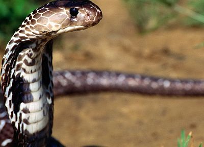 cobra, snakes - desktop wallpaper