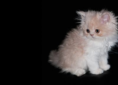 cats, animals, kittens, pets, simple background - desktop wallpaper