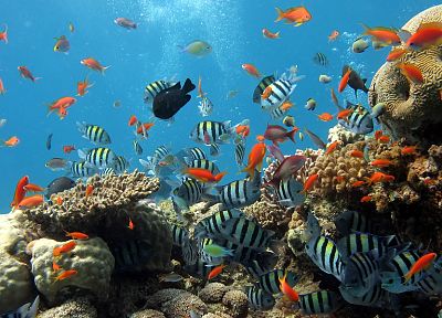 animals, fish, underwater - duplicate desktop wallpaper