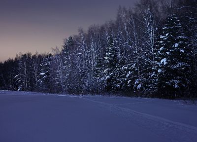 nature, winter, snow, birch, fir-tree - random desktop wallpaper
