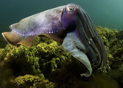 animals, cuttlefish, underwater, sealife - desktop wallpaper