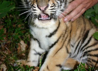 tigers, cubs - duplicate desktop wallpaper