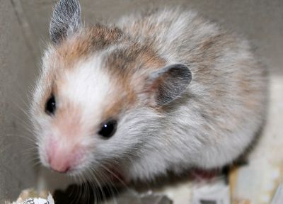 animals, hamsters, newspapers - desktop wallpaper