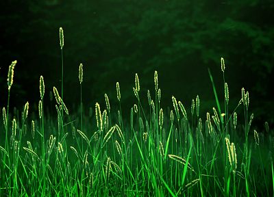landscapes, nature, grass, fields - desktop wallpaper