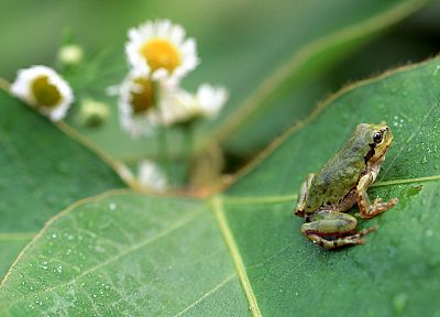 nature, leaf, flowers, leaves, plants, frogs, amphibians - desktop wallpaper