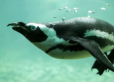 birds, animals, penguins - random desktop wallpaper