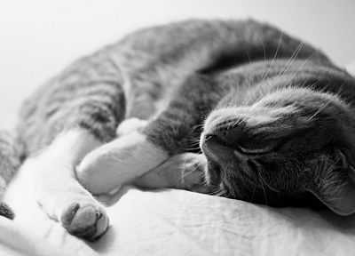 cats, animals, sleeping, monochrome - desktop wallpaper