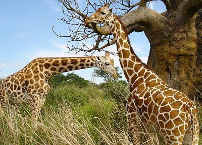 animals, giraffes - random desktop wallpaper