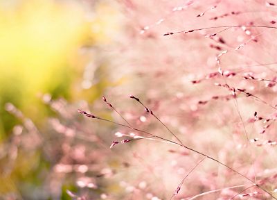 nature, macro, depth of field, pink flowers - random desktop wallpaper
