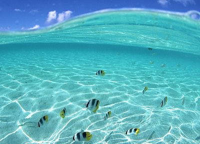 ocean, nature, fish, split-view, sea - duplicate desktop wallpaper