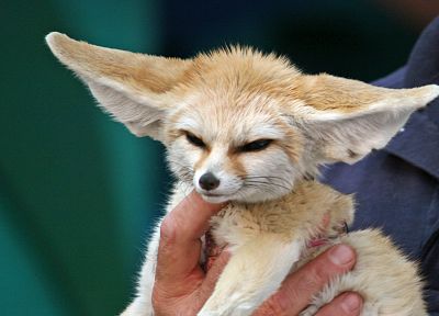 animals, fennec fox - desktop wallpaper