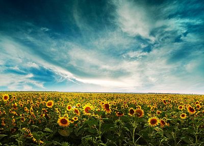 sunflowers - duplicate desktop wallpaper