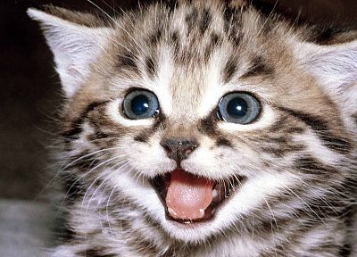 kittens - duplicate desktop wallpaper