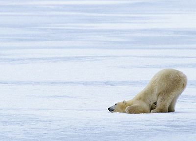 animals, polar bears - desktop wallpaper