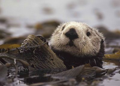 floating, otters - related desktop wallpaper