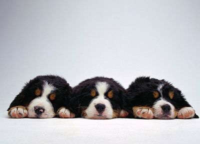 animals, dogs, puppies, canine - random desktop wallpaper