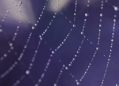 spider webs - related desktop wallpaper