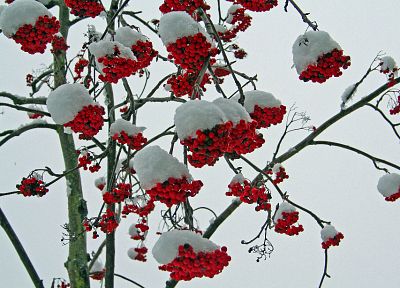 winter, snow, rowan tree, berries - random desktop wallpaper