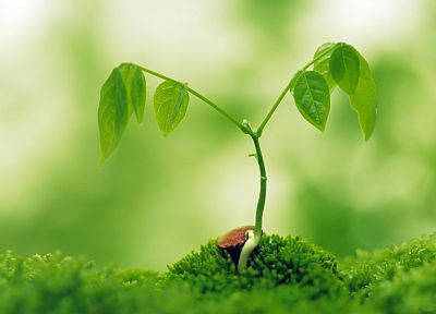 green, nature, plants, macro - related desktop wallpaper