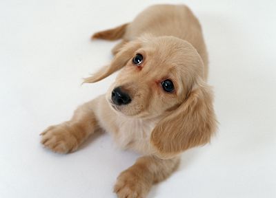 animals, dogs, puppies, dachshund - desktop wallpaper