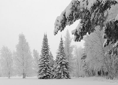 winter, snow, trees - random desktop wallpaper