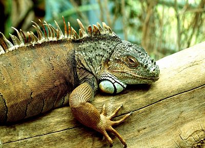 iguana - related desktop wallpaper