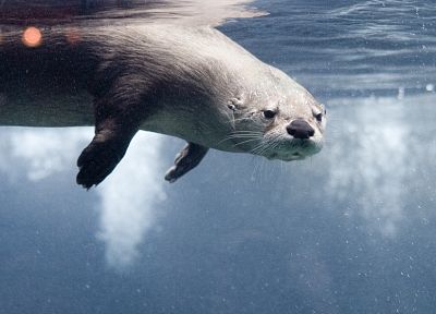 otters, underwater - related desktop wallpaper