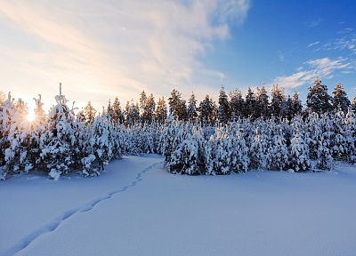 winter, trees, snow landscapes, sun flare - duplicate desktop wallpaper