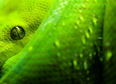 close-up, snakes, python, reptiles - random desktop wallpaper