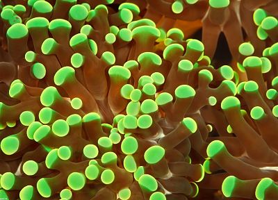 sea anemones, underwater, sealife - random desktop wallpaper