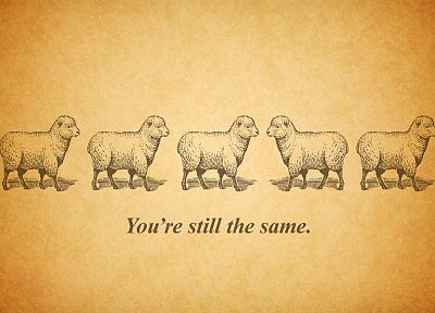 text, sheep - random desktop wallpaper