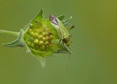 green, animals, insects, leaves, beetles, Shield Bug, depth of field - related desktop wallpaper