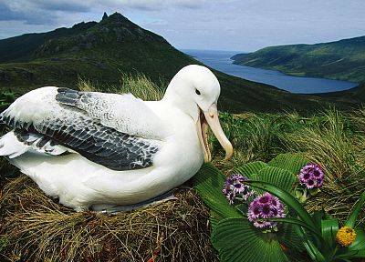 birds, albatross - random desktop wallpaper