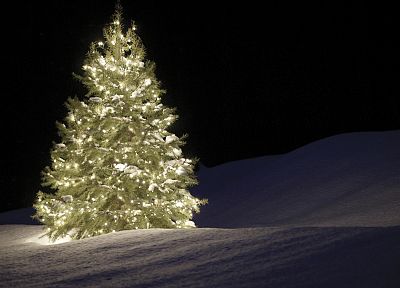 night, Christmas trees, silent - random desktop wallpaper