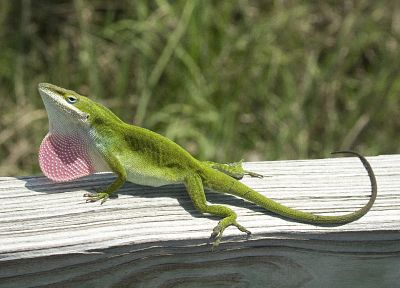 animals, lizards, reptiles - desktop wallpaper