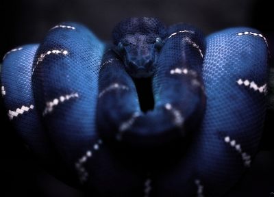 snakes - duplicate desktop wallpaper