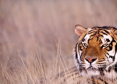 animals, tigers - related desktop wallpaper