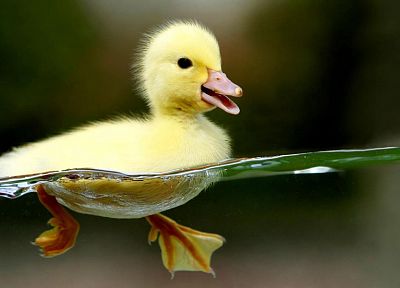 water, nature, yellow, birds, ducks, swimming, baby birds, split-view - random desktop wallpaper