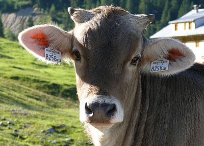 animals, cows - desktop wallpaper