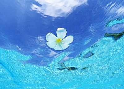 water, flowers, white flowers, plumeria - duplicate desktop wallpaper