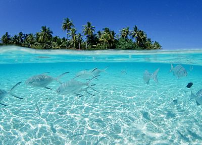 fish, Maldives, islands, split-view - duplicate desktop wallpaper