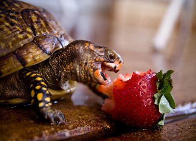 animals, turtles, strawberries - random desktop wallpaper