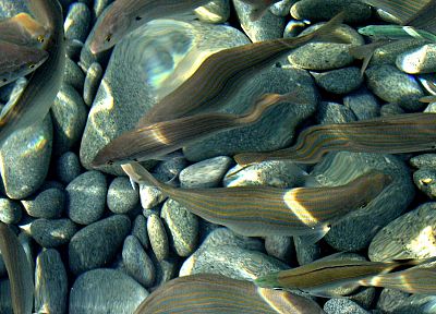 fish, pebbles, rivers - random desktop wallpaper