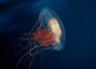 ocean, jellyfish - duplicate desktop wallpaper