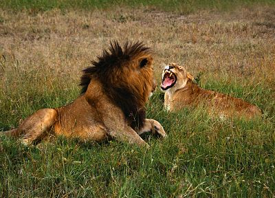 nature, animals, lions - related desktop wallpaper