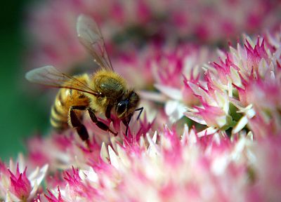 nature, flowers, insects, macro, bees, hymenopthera - random desktop wallpaper