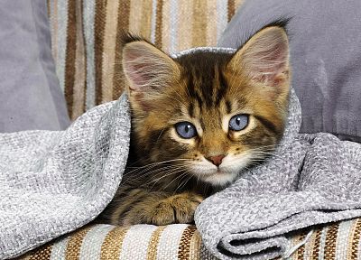 cats, blue eyes, animals, kittens - random desktop wallpaper